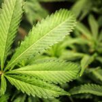 Taxes On Marijuana Keep The Black Market Going Strong