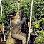 Taxes On Marijuana Keep The Black Market Going Strong