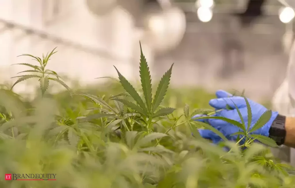 The CBD-Focused Company Is the Next Step In The Legal Cannabis Business In Mexico