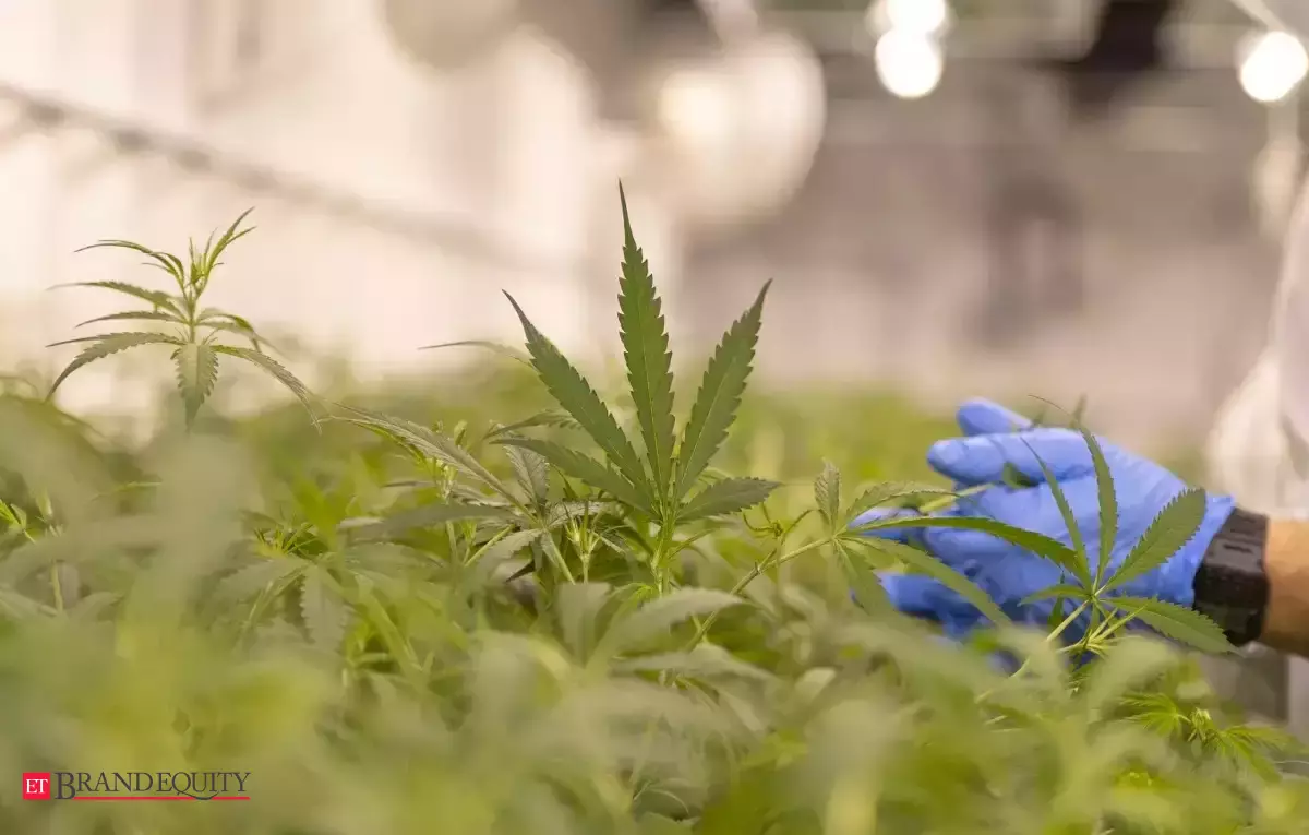 The CBD-Focused Company Is the Next Step In The Legal Cannabis Business In Mexico