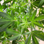 Senate Republicans Vote Against A Bill That Would Let Veterans Research Marijuana In A Routine Vote!