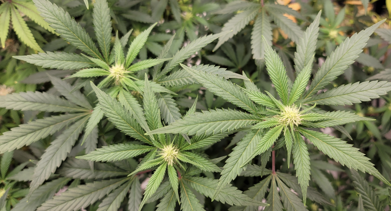 Nevada Assembly Passes Resolution Urging Congress To Federally Legalize Marijuana!