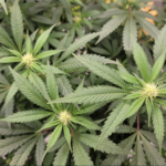 The Speaker of The North Carolina House Says That A Medical Marijuana Bill That Has Been Approved By The Senate Has A Better Chance Of Passing Than Ever Before!