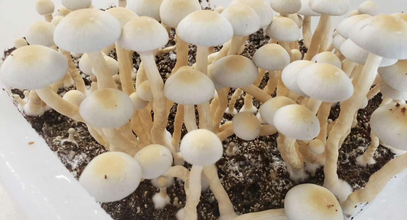 Minnesota Lawmakers Have Put Psychedelics-Related Rules Into A Big Health Bill That Will Be Voted On Soon On The Floor!